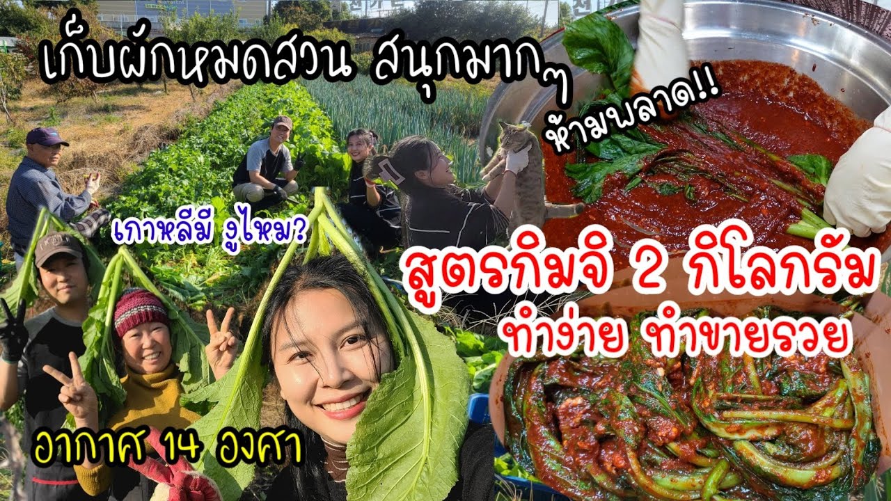 EP.581 Рецепт кимчи с горчицей и зеленью на 2 кг. Легко сделать, продавая это, можно разбогатеть!