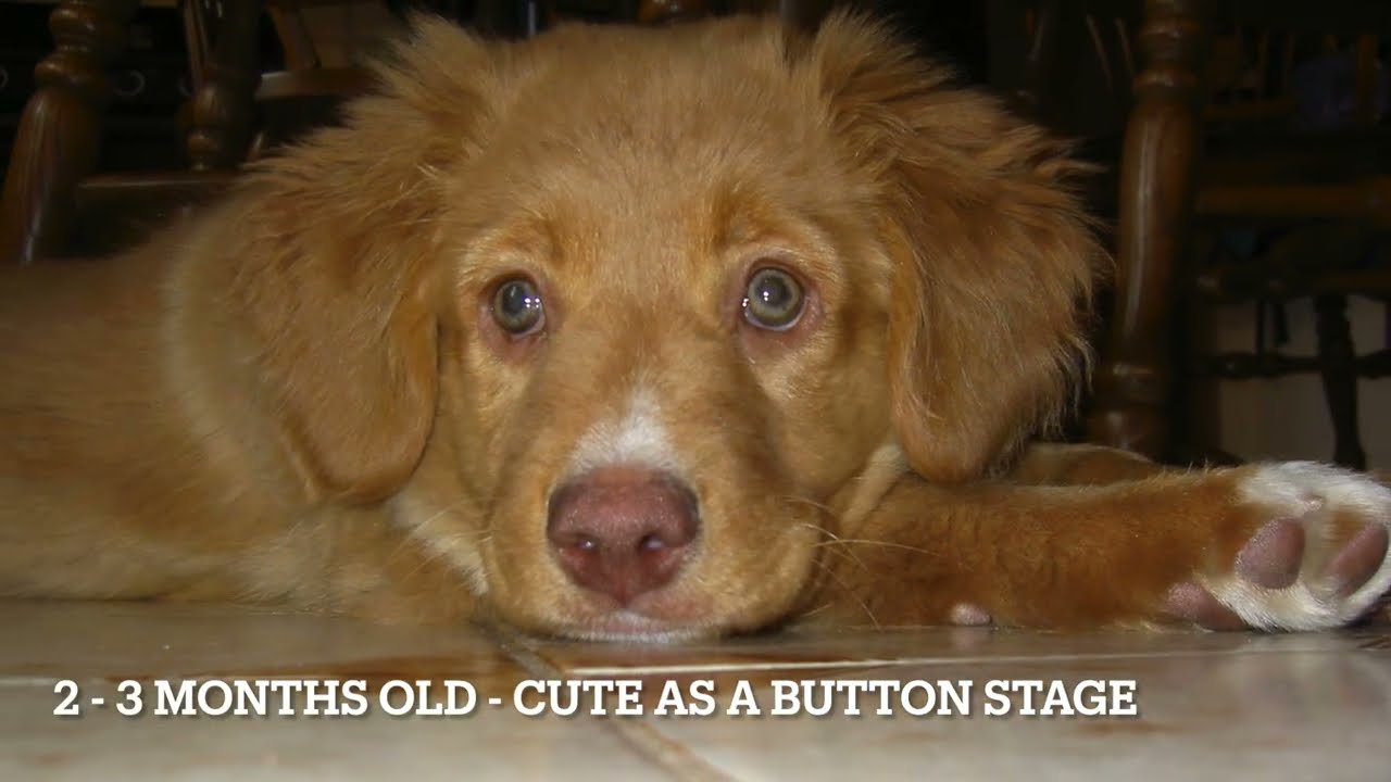 The Life and Love of a Toller