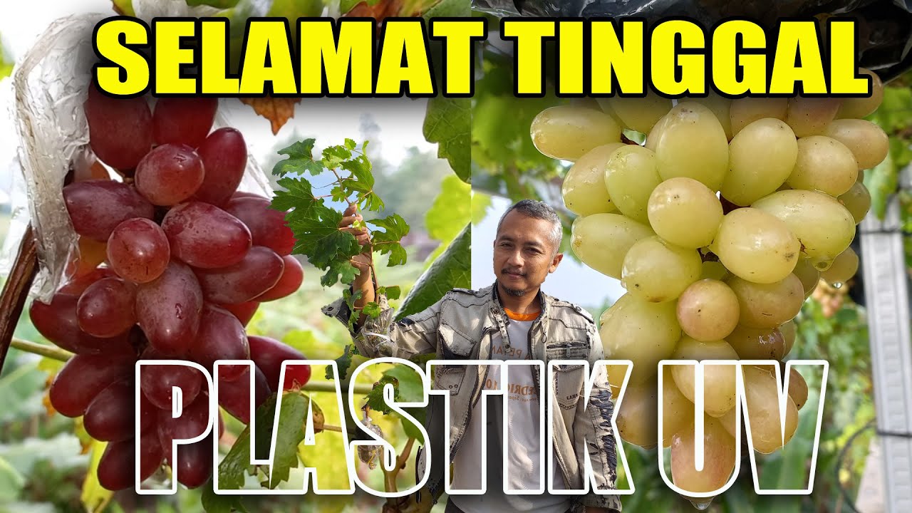 RAHASIA SUKSES TANAM ANGGUR TANPA PLASTIK UV
