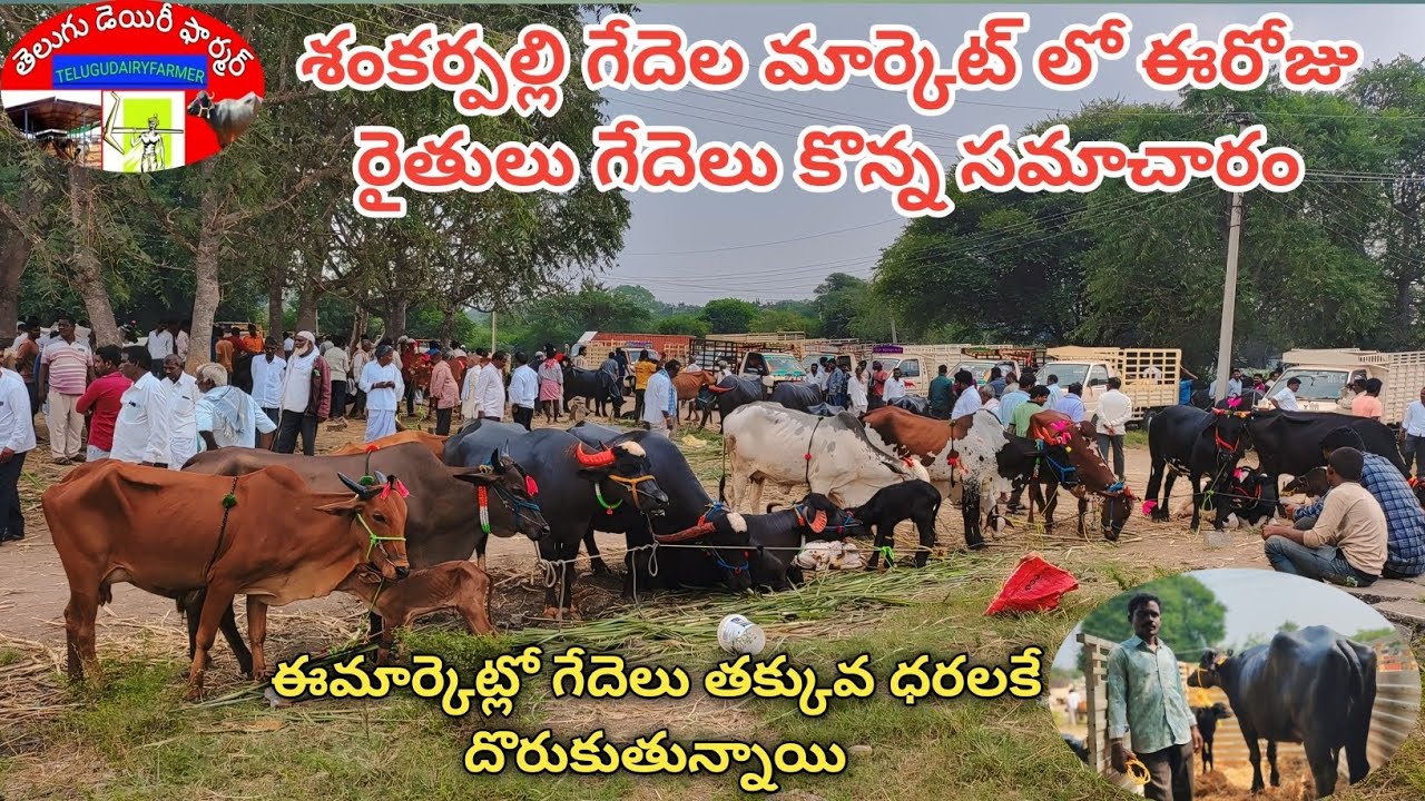శంకర్‌పల్లి గేదెల మార్కెట్‌ l Shankarpalli buffalo Market   #trending #viralvideo #dairyfarming #cow