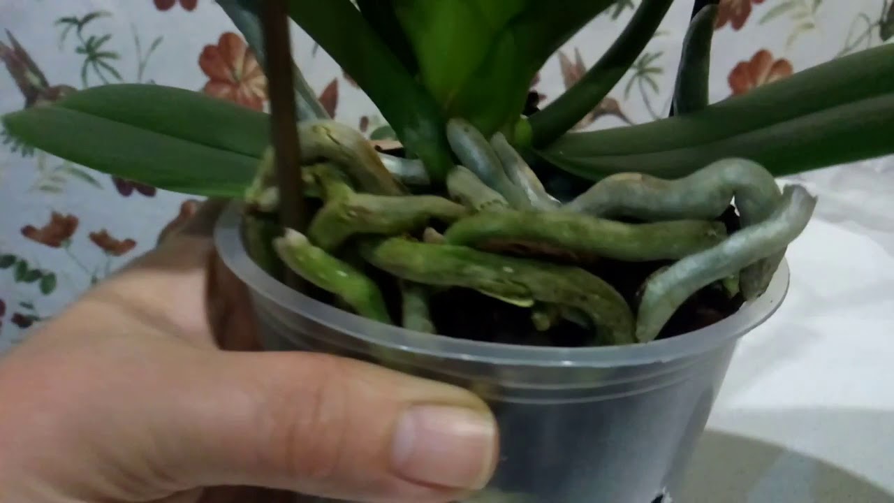 моя новая покупка, орхидея Purrf