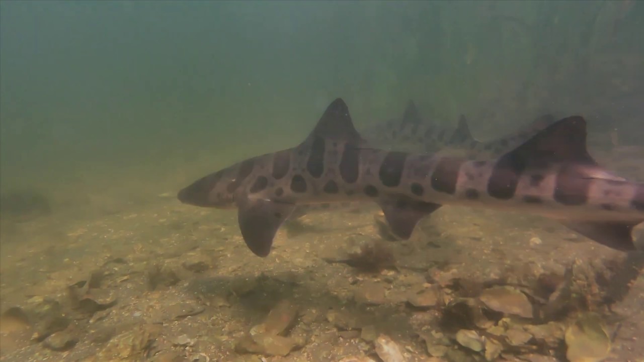 ROV Dive Drakes Estero Sept 12 2019