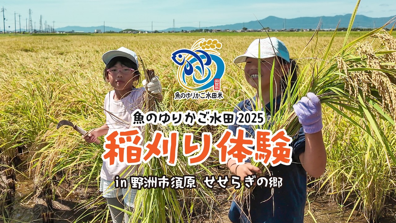魚のゆりかご水田　稲刈り体験