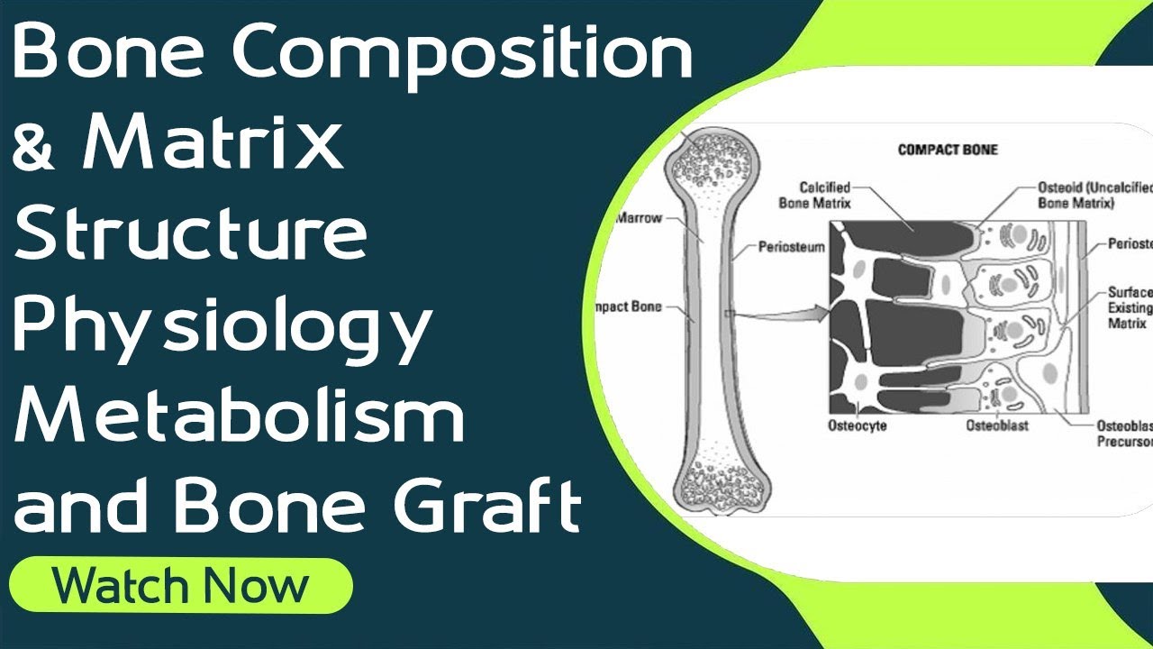 Bone Composition & Matrix | Structure | Physiology | Metabolism and Bone Graft