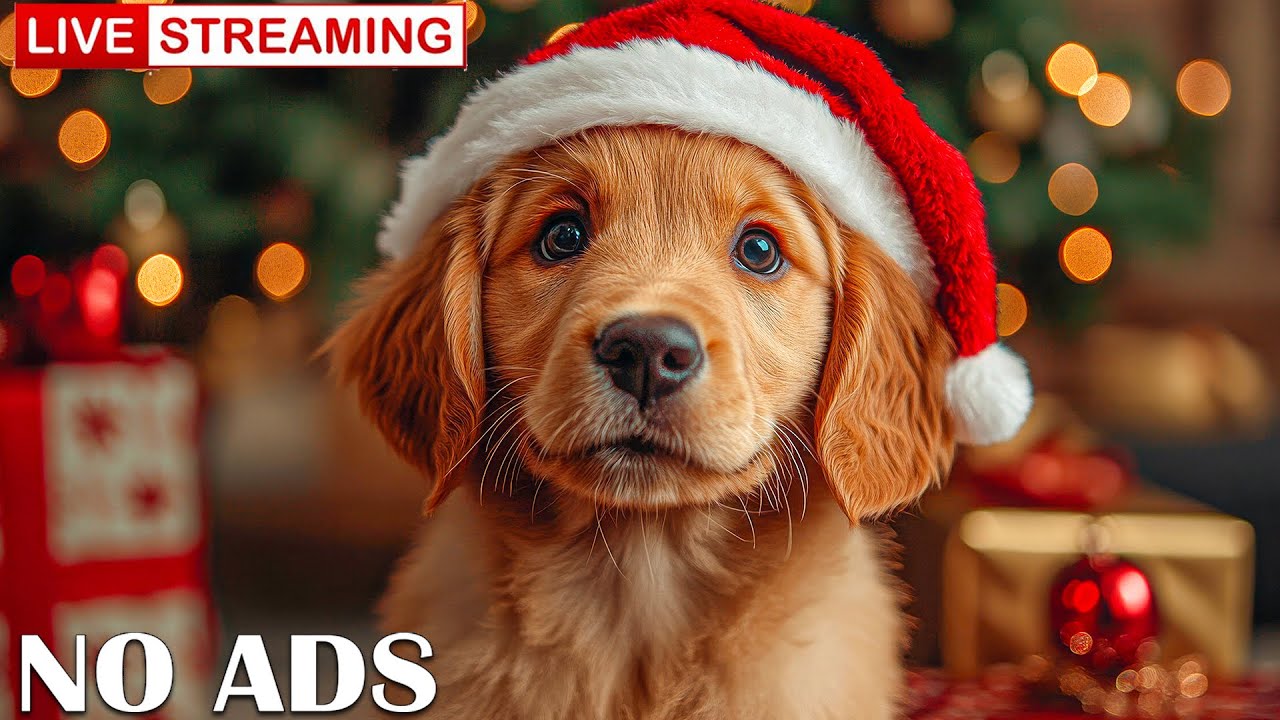 Christmas is coming🎄Soothing music to comfort your Dog🎄Calming Holiday Melodies To Keep Your Puppy