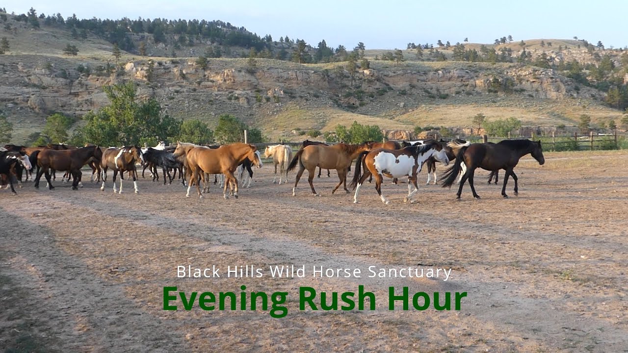 Evening Rush Hour at the Black Hills Wild Horse Sanctuary | Aug 2021