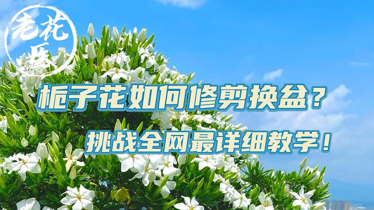 【养花必懂小知识】栀子花如何修剪？栀子花如何换盆？挑战全网最详细教学！ Tips and tracks forgardenia.
