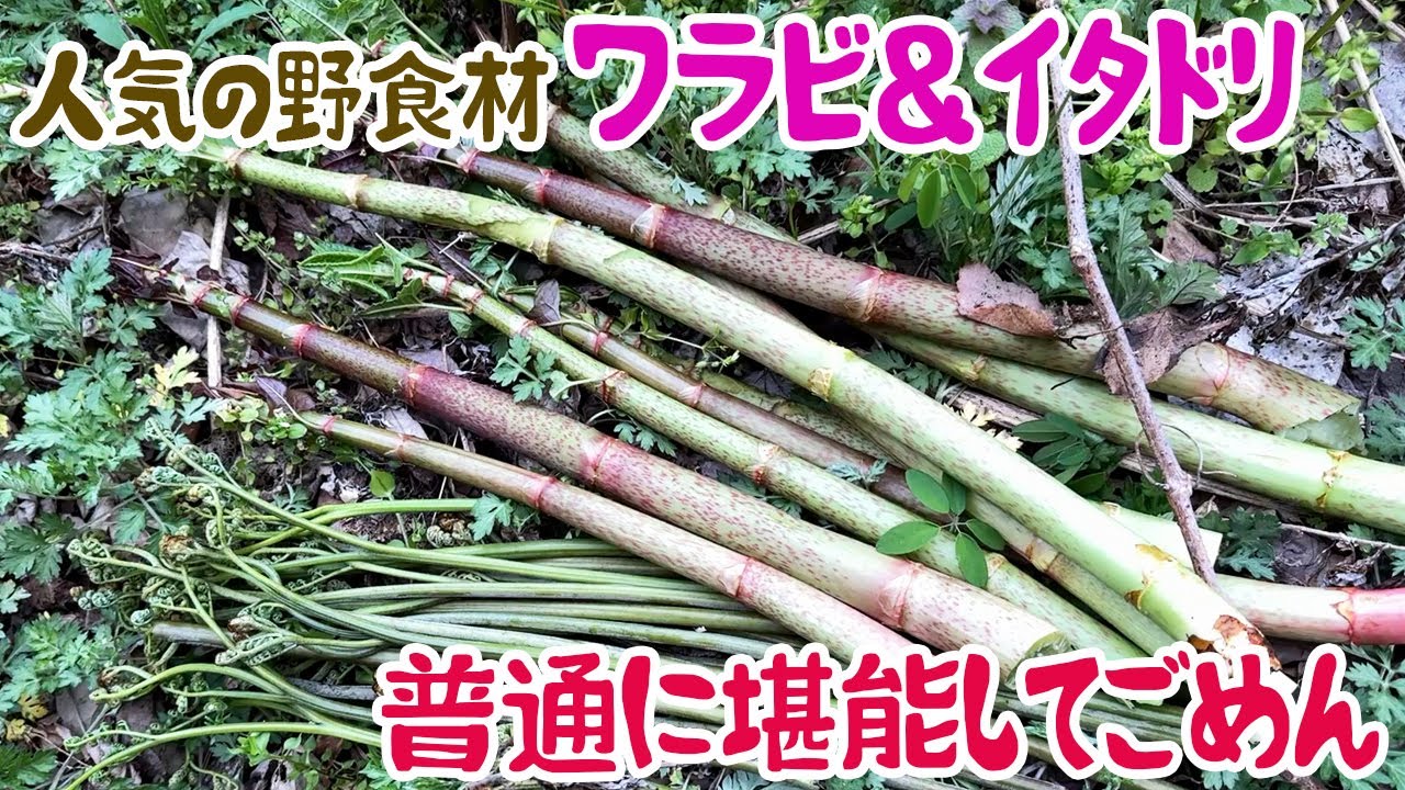 人気の野食材ワラビ＆イタドリ、普通に堪能してごめん