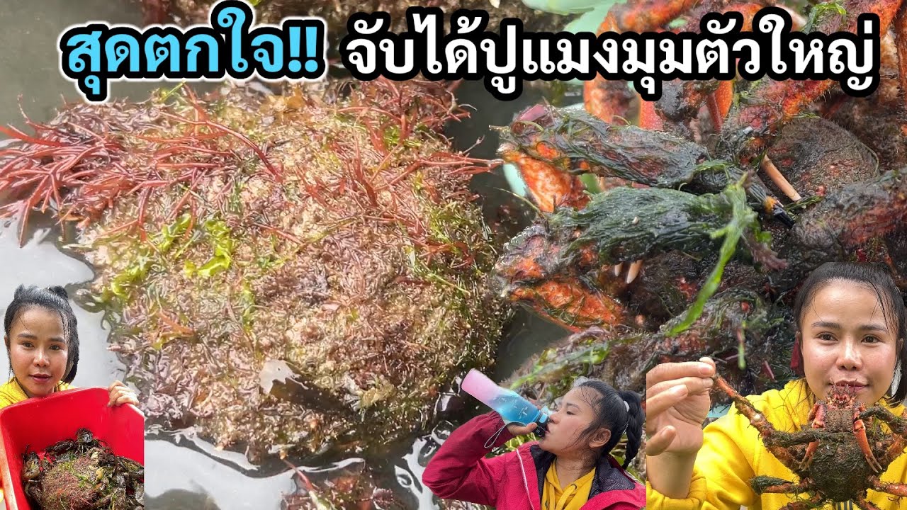 ตกใจมาก มาได้ไง‼️ปูแมงมุม ตัวใหญ่มาก แถมยังได้ปูทะเลเยอะมาก ป๊าตกใจ จับปูแมงมุมได้ยังไง สุดยอดจริงๆ
