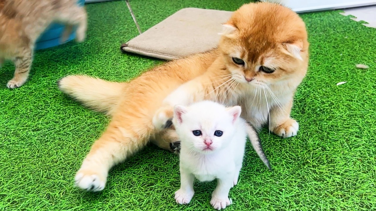 Мама кошка обнимает котенка так крепко. Субтитры!