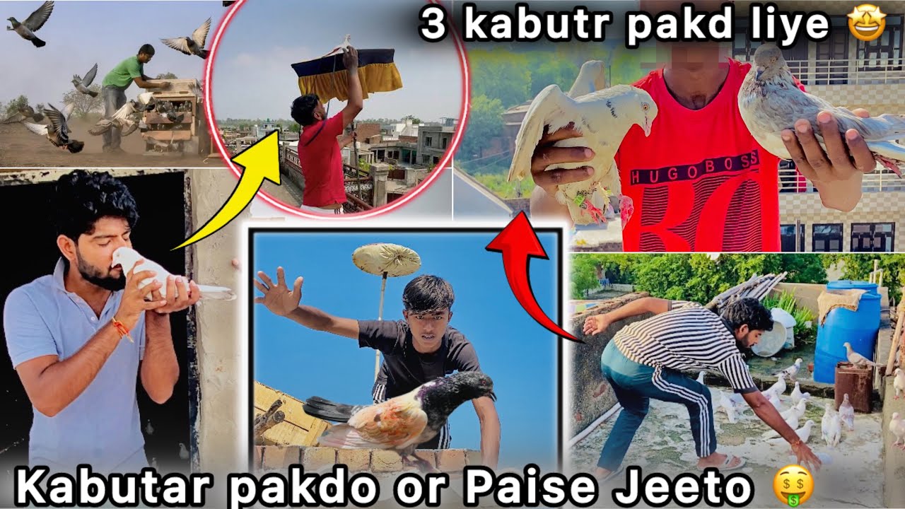 Teen kabutar Pakr liye 🤩 || Pigeon Catching Challenge hua 🤑 || Bht nuksan Hogya 🥺