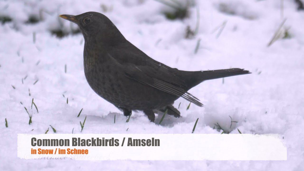 Common Blackbird or Eurasian Blackbird (Turdus merula♀) in Winter