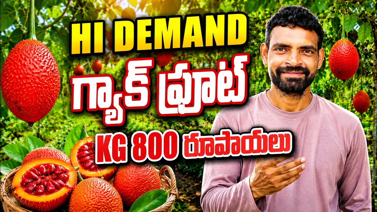 గ్యాక్ ఫ్రూట్ సాగుతో లాభాలు బాగున్నాయి | gac fruit farming | bhumiputhra telugu