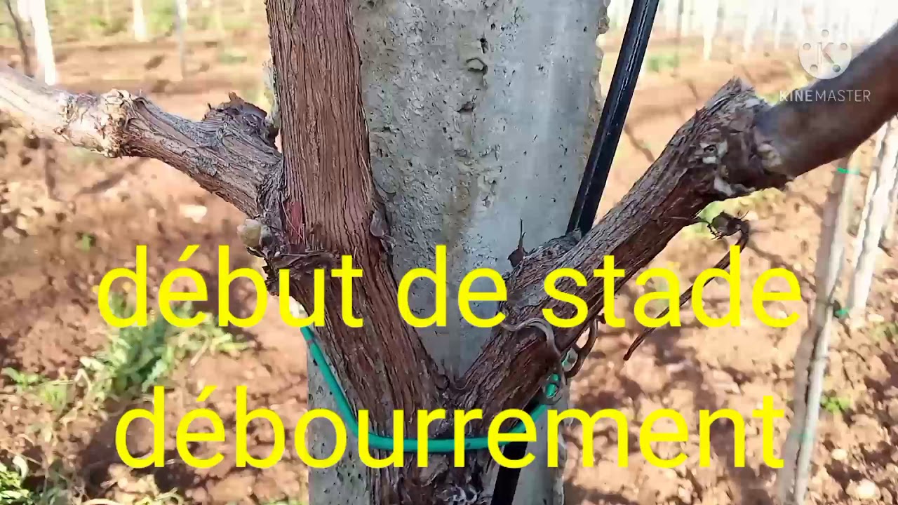 Traitement au soufre