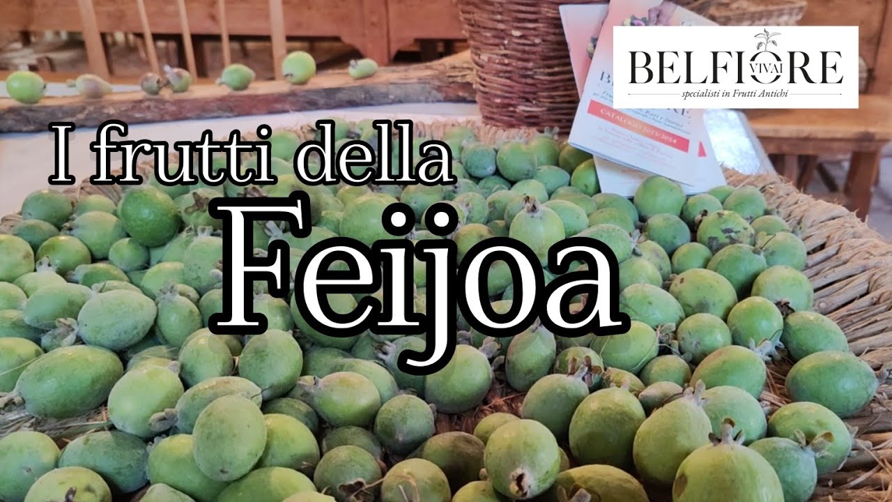 Feijoa: una pianta da frutto da rivalutare