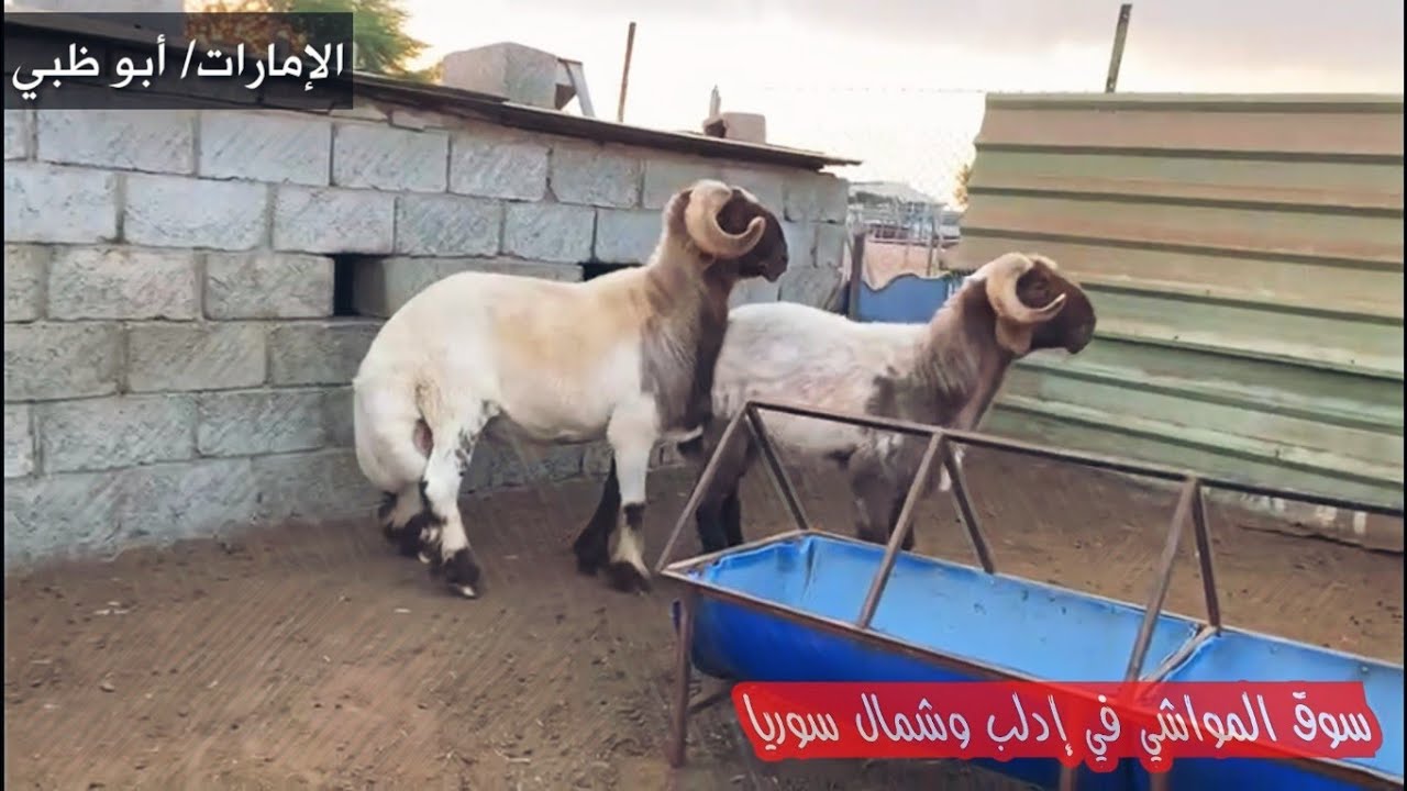 فيديو رائع لعشاق الأغنام الطيبة معلومات قيّمة مع المربي عبدالله الحميري أبو راشد من الإمارات #تابعنا