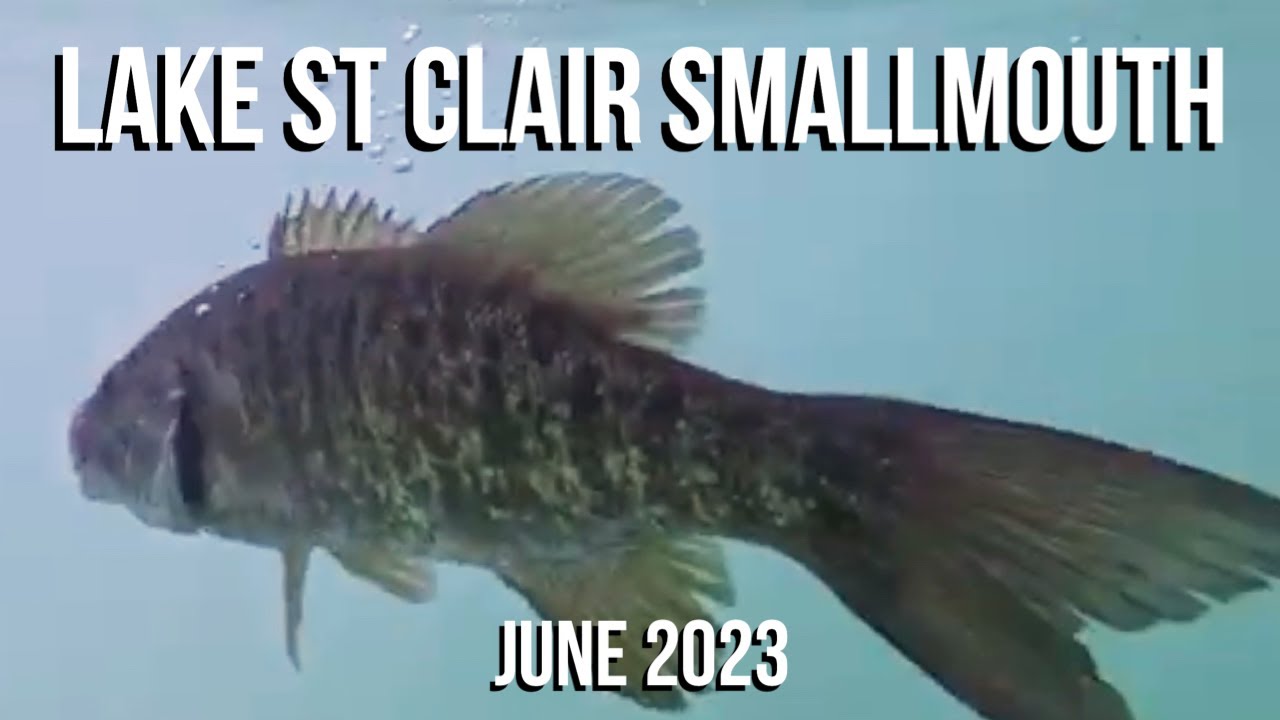 Lake St Clair Smallmouth Bass Fishing