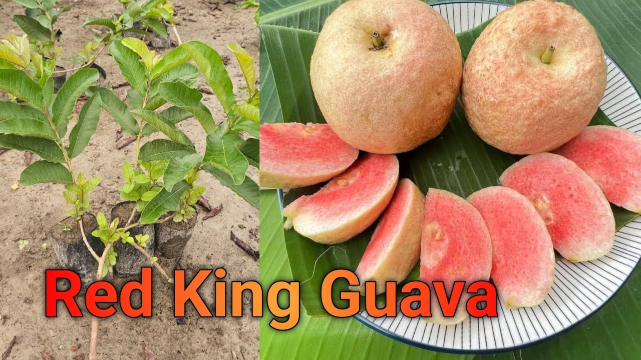 Red King Guava plant //लाल राजा अमरूद//Red King Guava farming full information