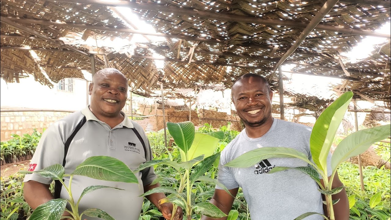 How A CIG In Cameroon Embarks On Plantain Multiplication To Fight Food Insecurity.