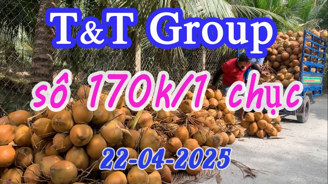 Giá dừa đột biến, Công ty T&T thu tại vườn ngày 22-04-2025: sô 170k/1 chục.