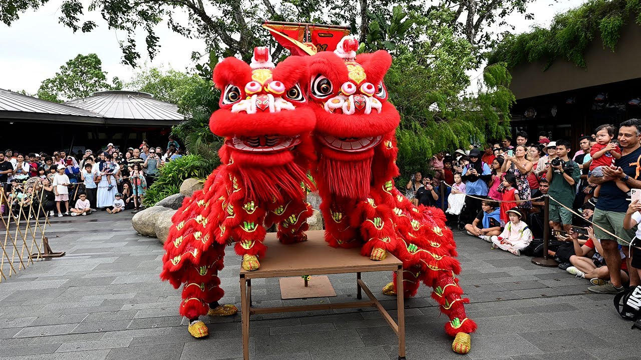 Lion Dance EXPERT Shares Top Performances at Singapore Zoo!