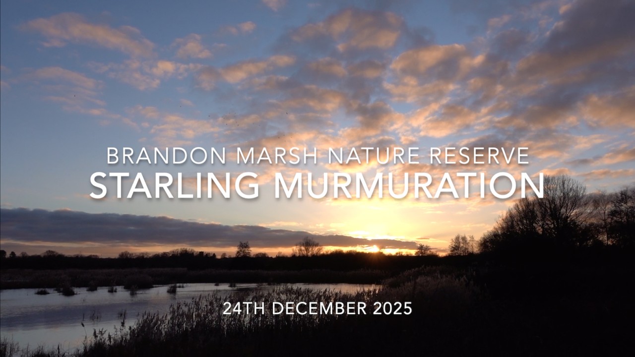 Starling Murmuration