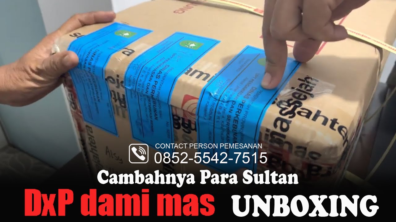 Unboxing Kecambah Asli DxP Dami Mas