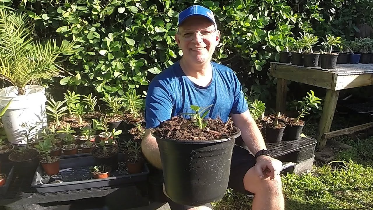 Potting Up Adenium (Desert Rose) Seedlings for Fat Healthy Plants