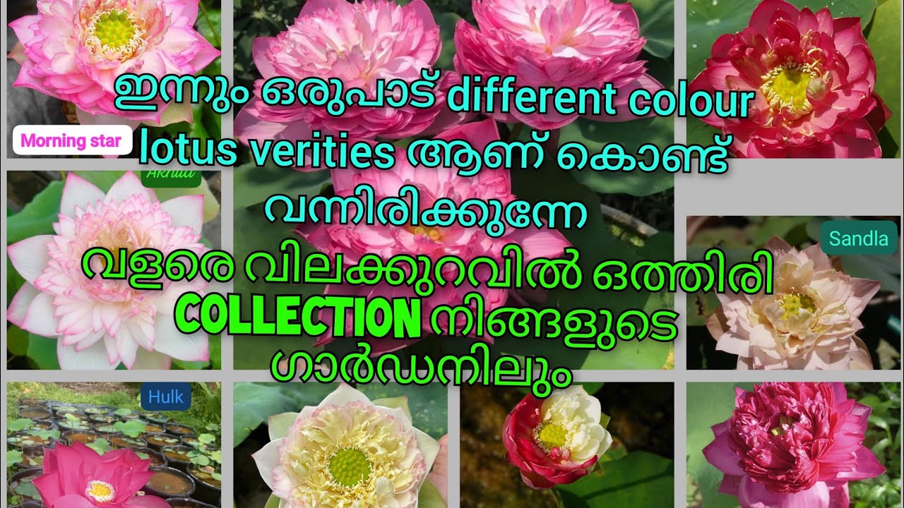 ഒരുപാട് താമരയുടെ verities ഇന്നും salinu ready ആക്കിട്ടുണ്ട്....