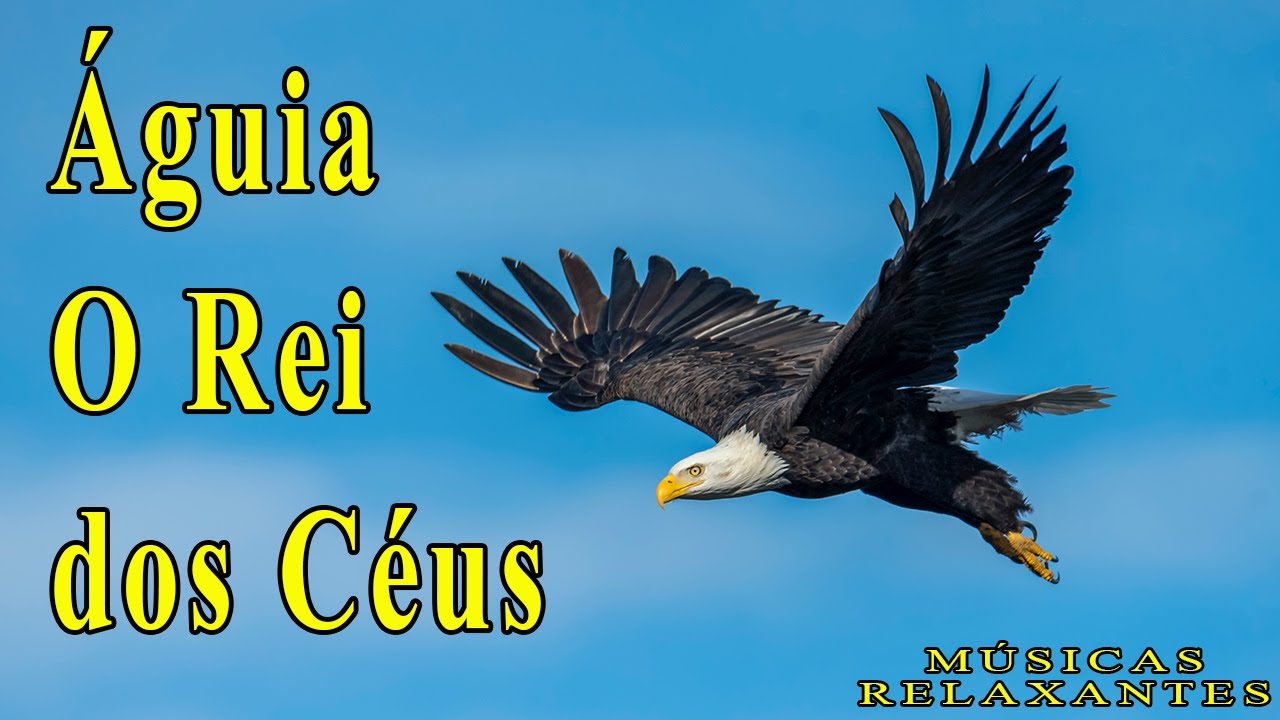 Águia - O Rei dos Céus - Músicas Relaxantes