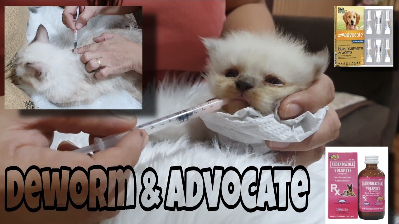 HOW TO DEWORM AND ADVOCATE FURBABIES. #BARIS JOURNEY 1ST DEWORM.