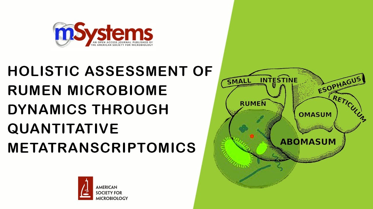 The Rumen and Its Microbes