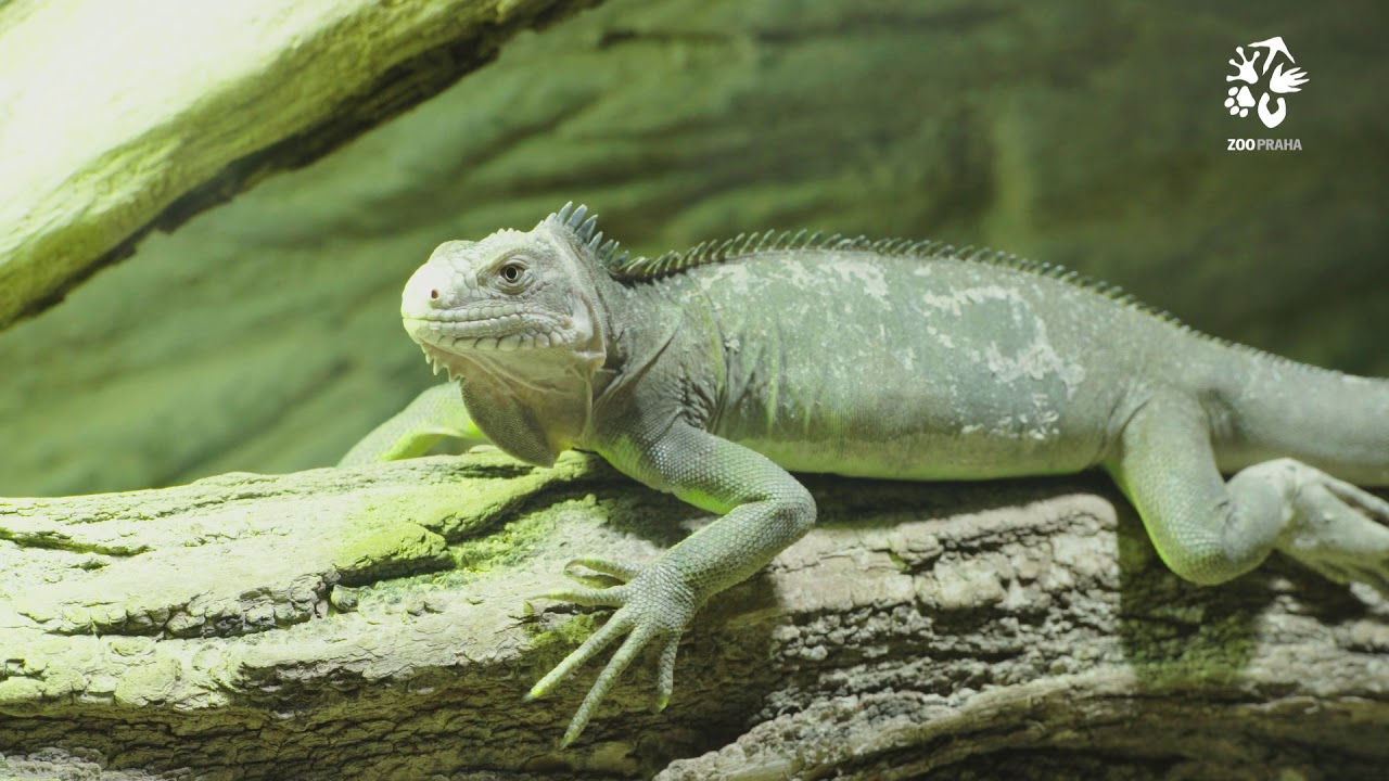 Zoo Praha:  Jak si leguáni zvykají mezi lidmi?