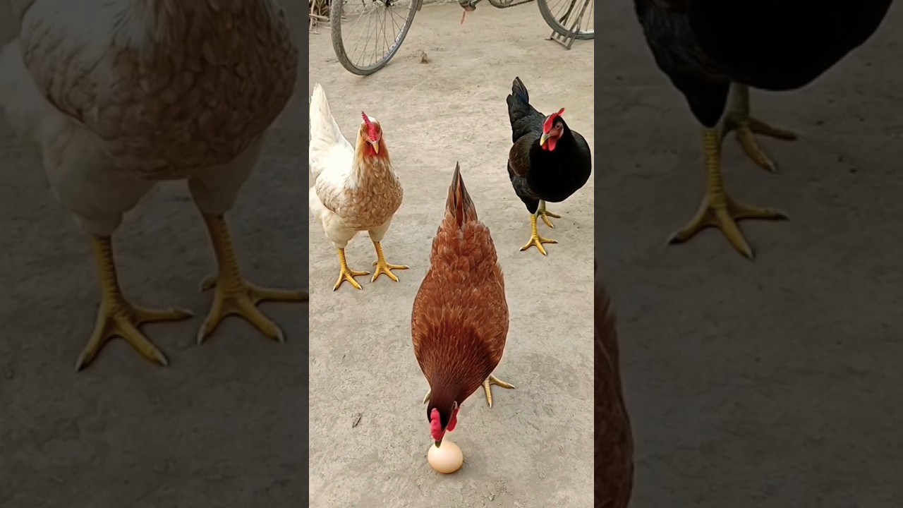ھاتم تائی #riazvlog50 #amazing #youtubeshorts #youtubevideo