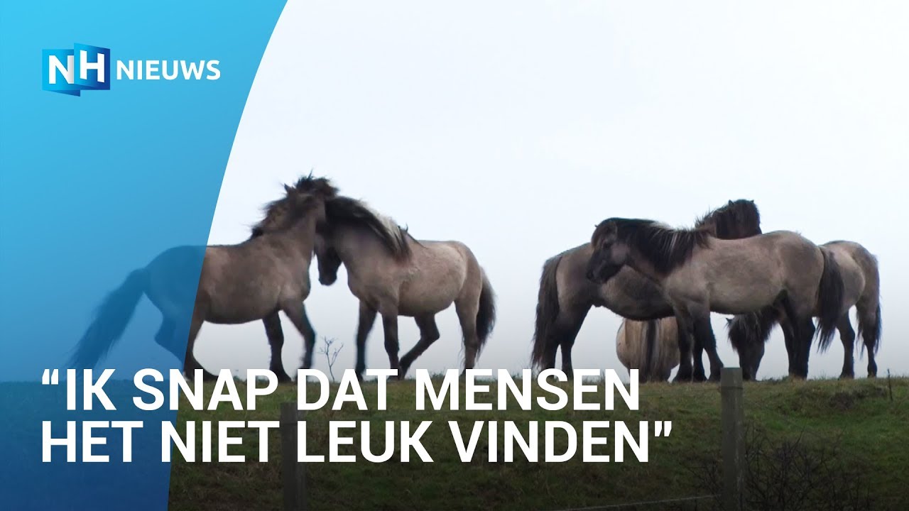 Gezonde Konikpaarden dreigen geslacht te worden