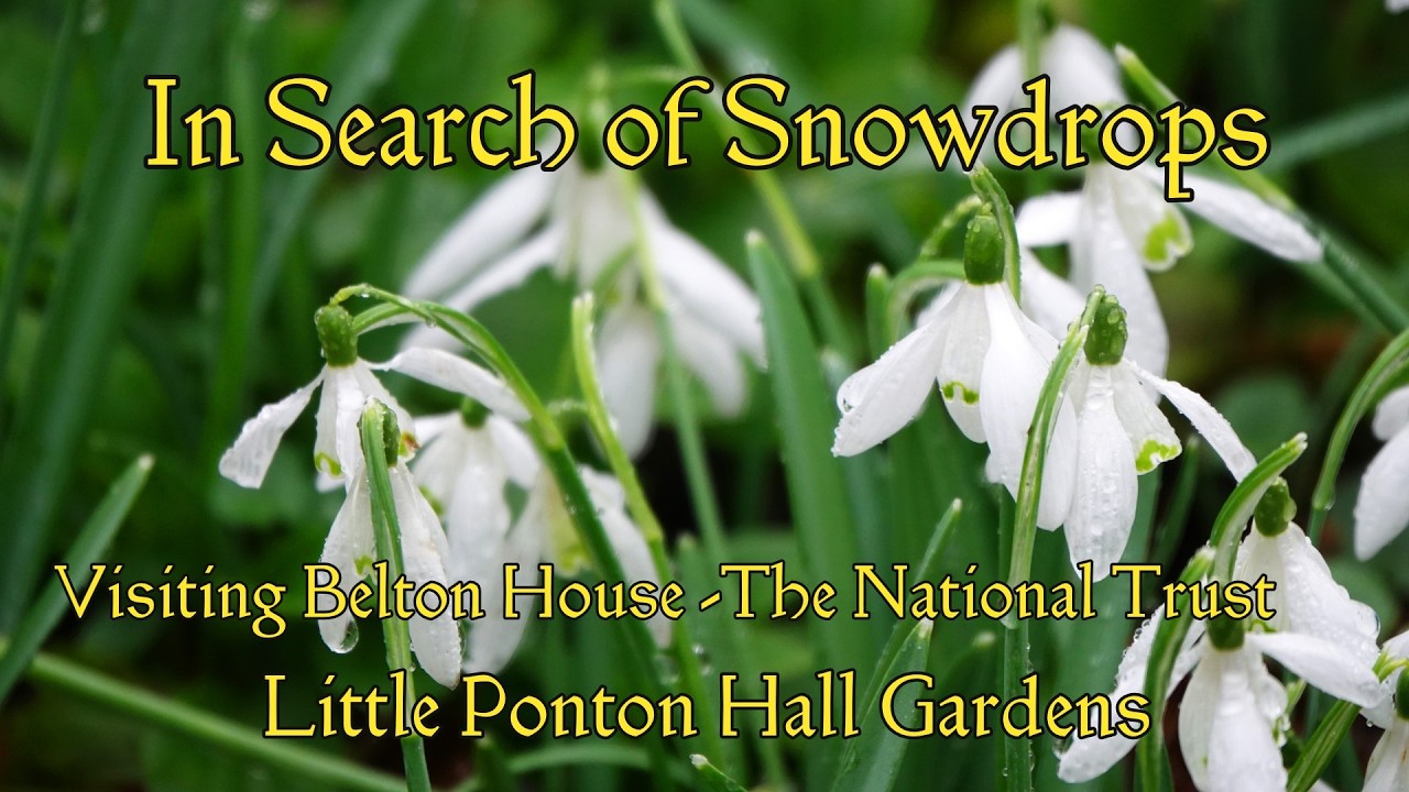In search of Snowdrops - Visiting Belton House of the National Trust and Little Ponton Hall Gardens
