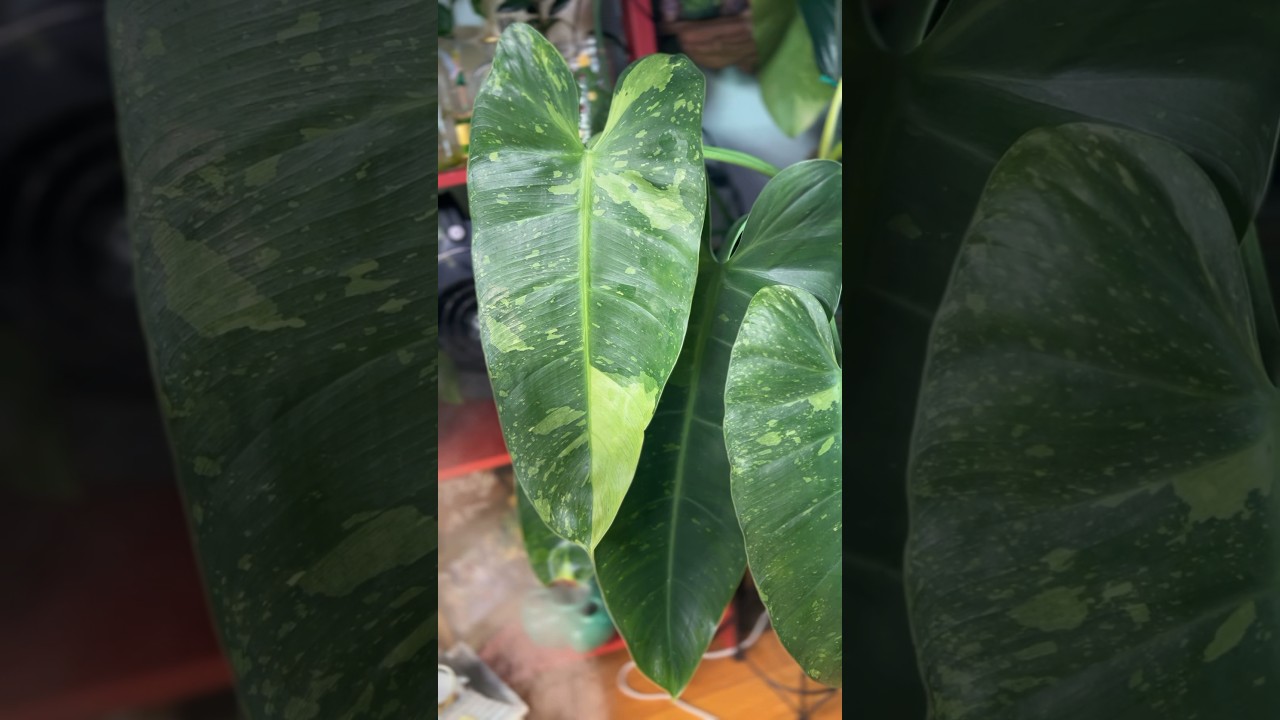 Gigantic Leaves Jose Bouno 