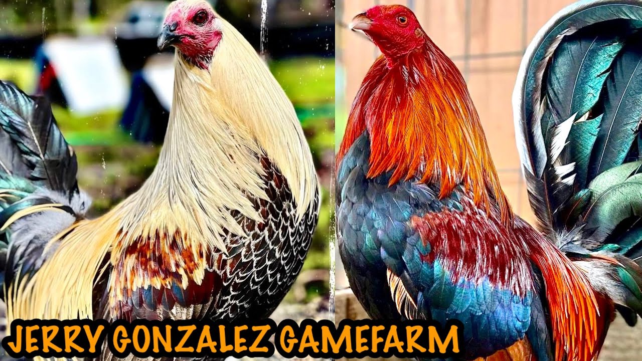 Kelso Sweater Leiper Grey Roundhead ~JERRY GONZALEZ GAMEFARM