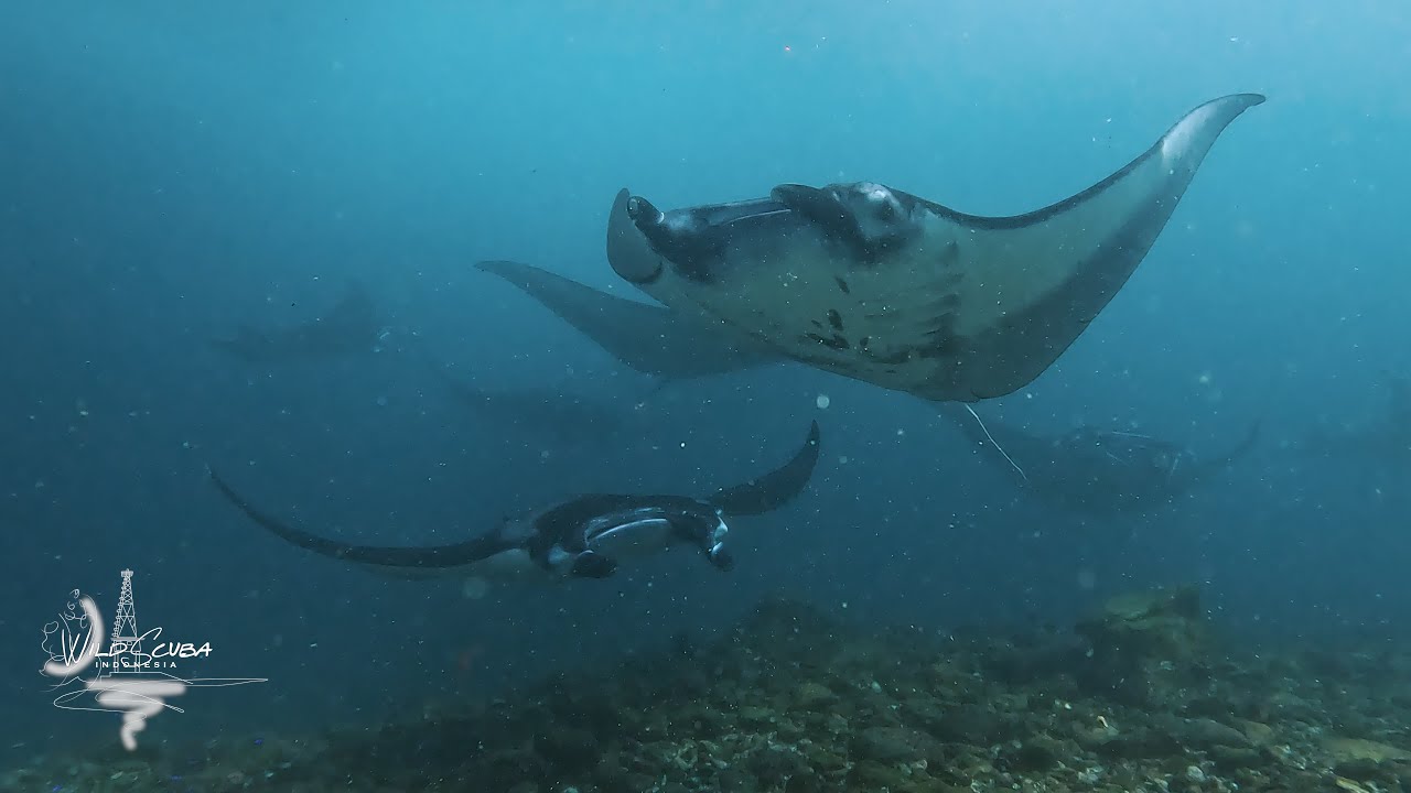 Amazing day with the Belongas mantas!