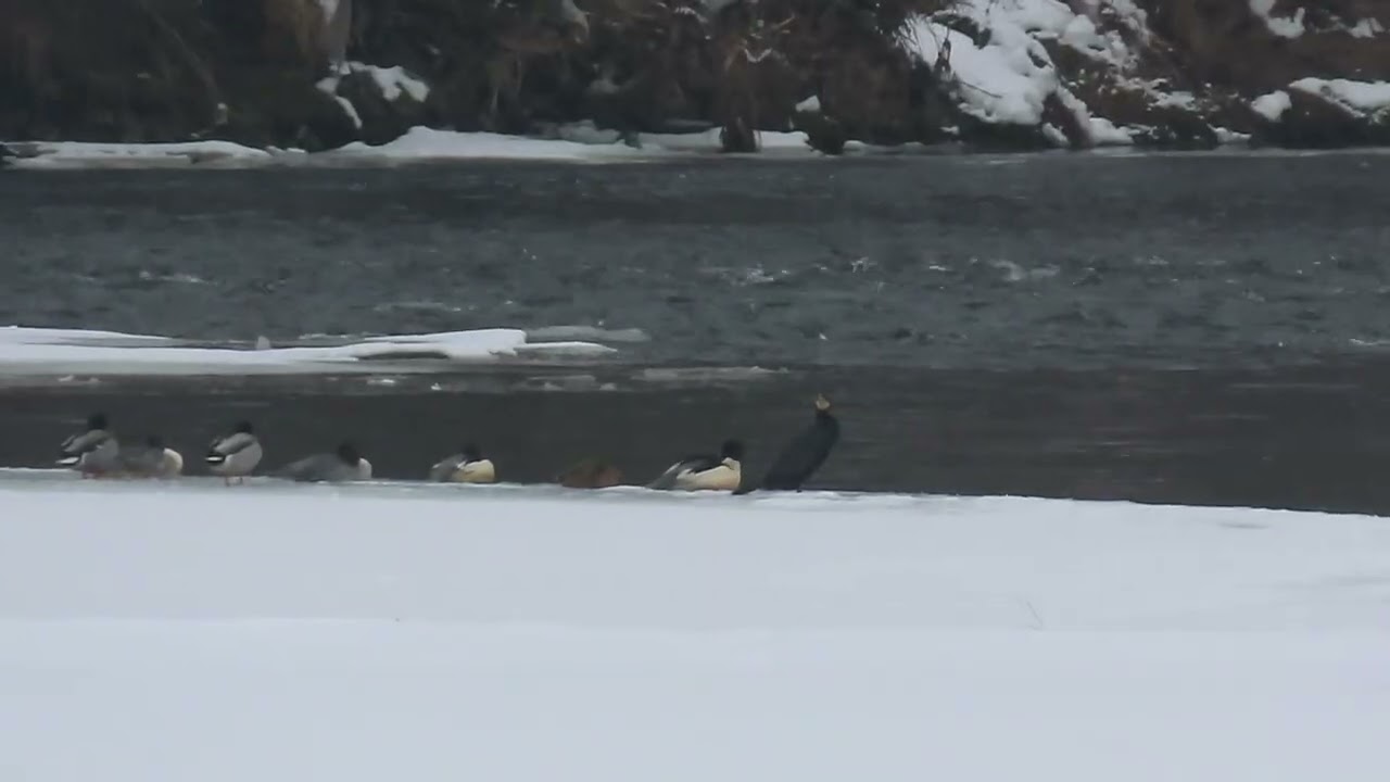 Kormoran a kačky XX
