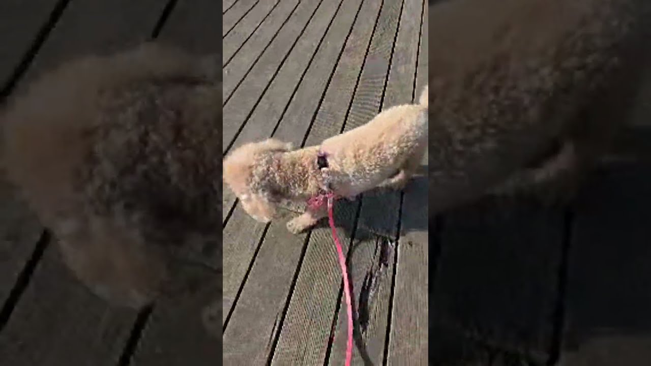 トイプードルモカっちとお出掛けLIVE②飛行機とモカっち　　　~仕事に疲れた大人のための犬ch~ がライブ配信中！