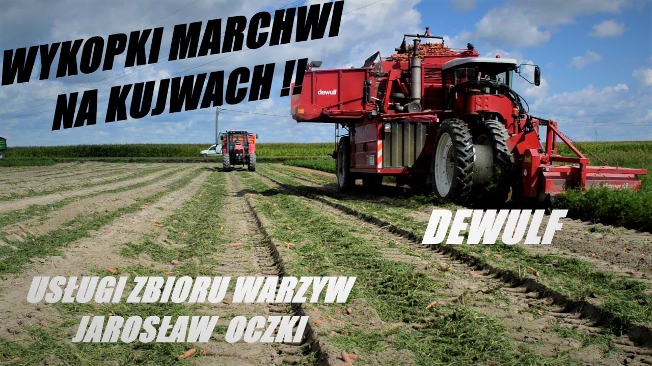 Wykopki Marchwi Na Kujawach Z DEWULF I Firmą USŁUGI ZBIORU WARZYW JAROSŁAW OCZKI