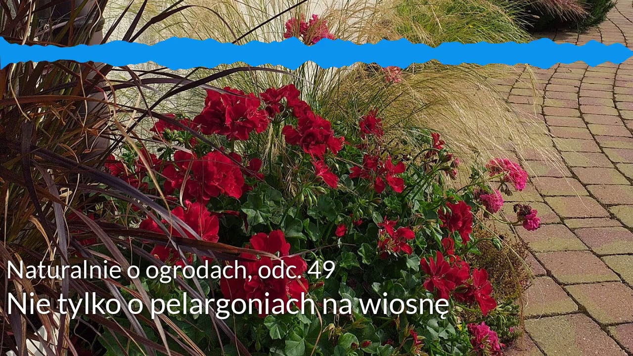 NoO 49: Nie tylko o pelargoniach na wiosnę