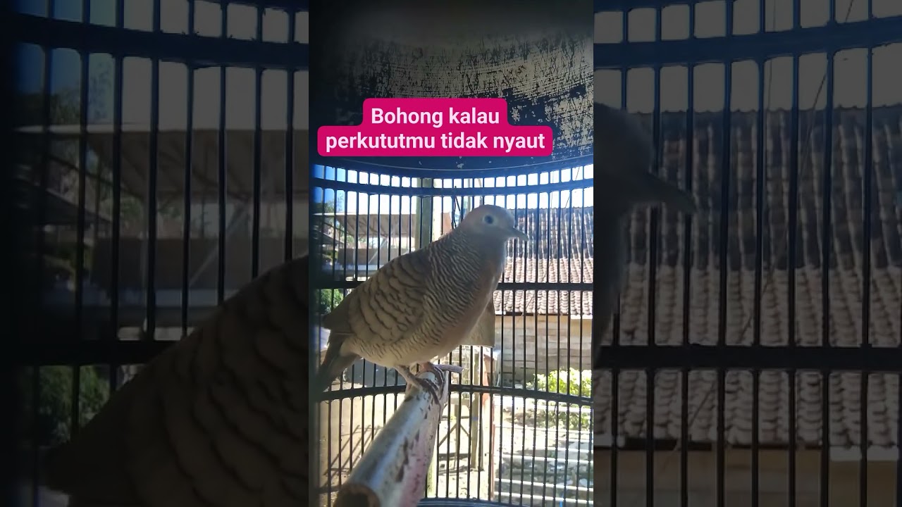 Masteran burung perkutut lokal - mbpl1638