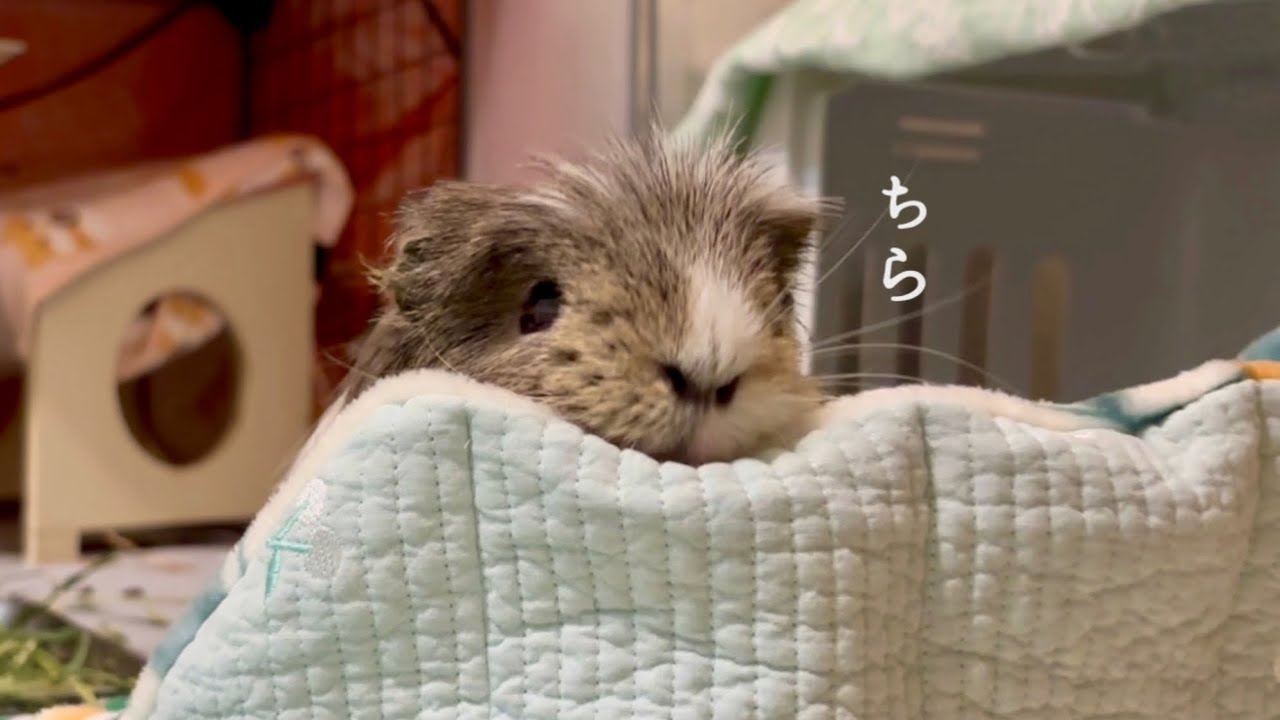チラチラ見てくるモルモットが発生