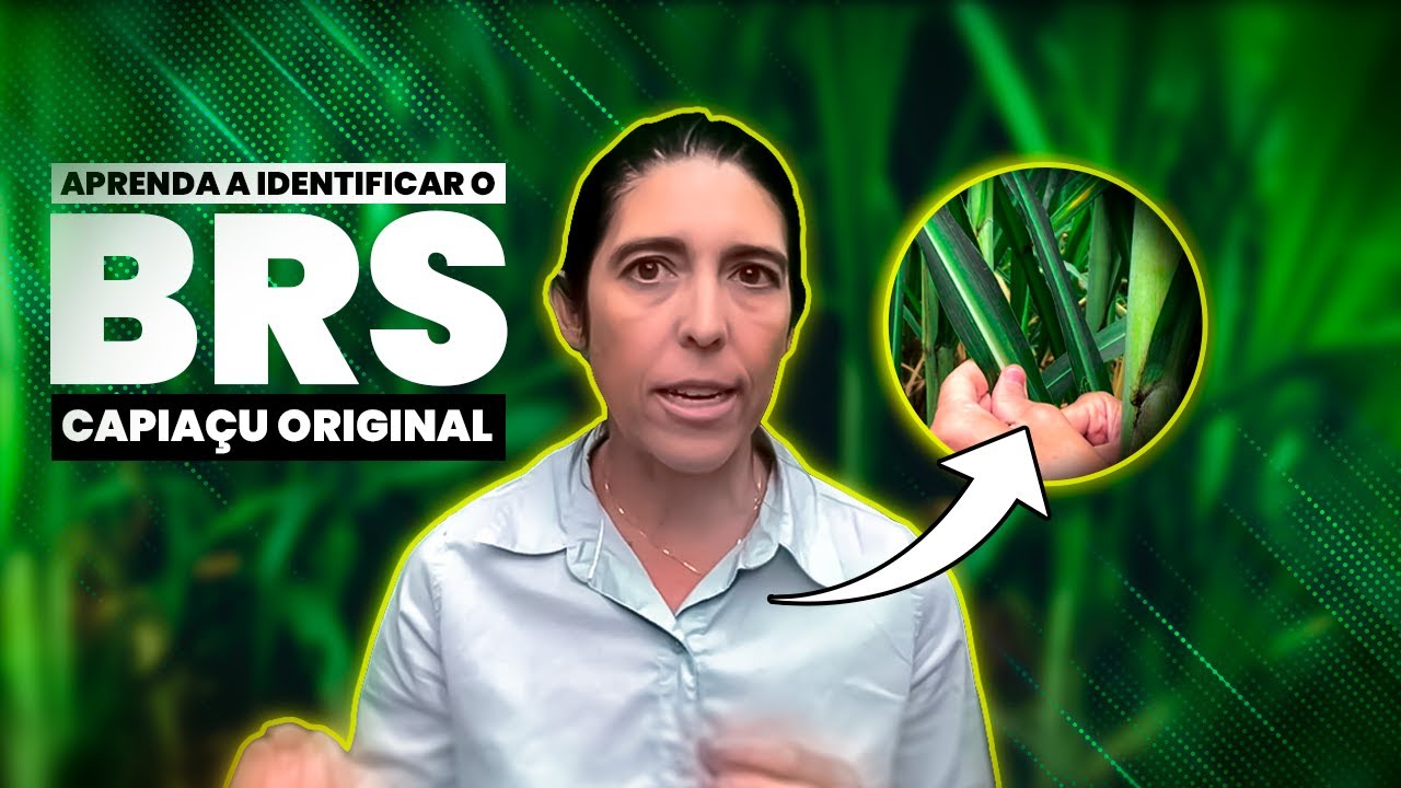 Aprenda a Identificar o BRS Capia&ccedil;u Original - Conhe&ccedil;a as Caracter&iacute;sticas Morfol&oacute;gicas BRS Capia&ccedil;u