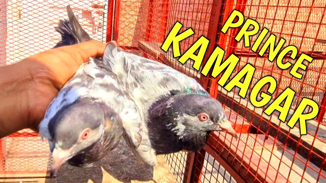 Prince Kamagar Pigeons | New Breeding Pair | Ch Sakhi Muhammad Bhatti Pigeons