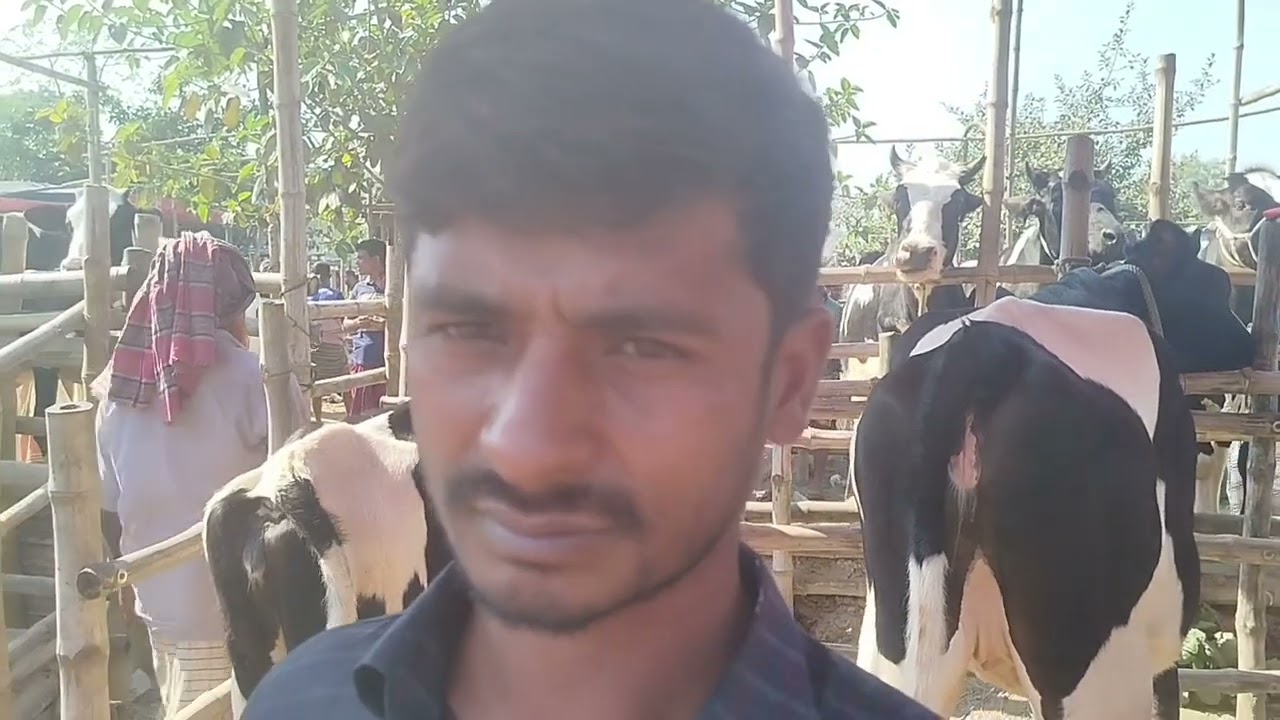 ৩১ জানুয়ারি শনিবার ভাঙ্গুর আর শরৎনগর পশুর হাটে উন্নত মানের বকনার বাজার দেখুন। 