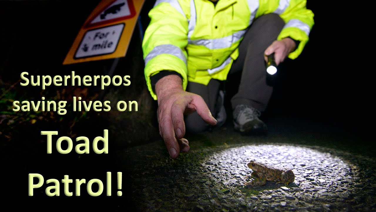 Toad Patrol - helping save amphibian lives on Britain's roads
