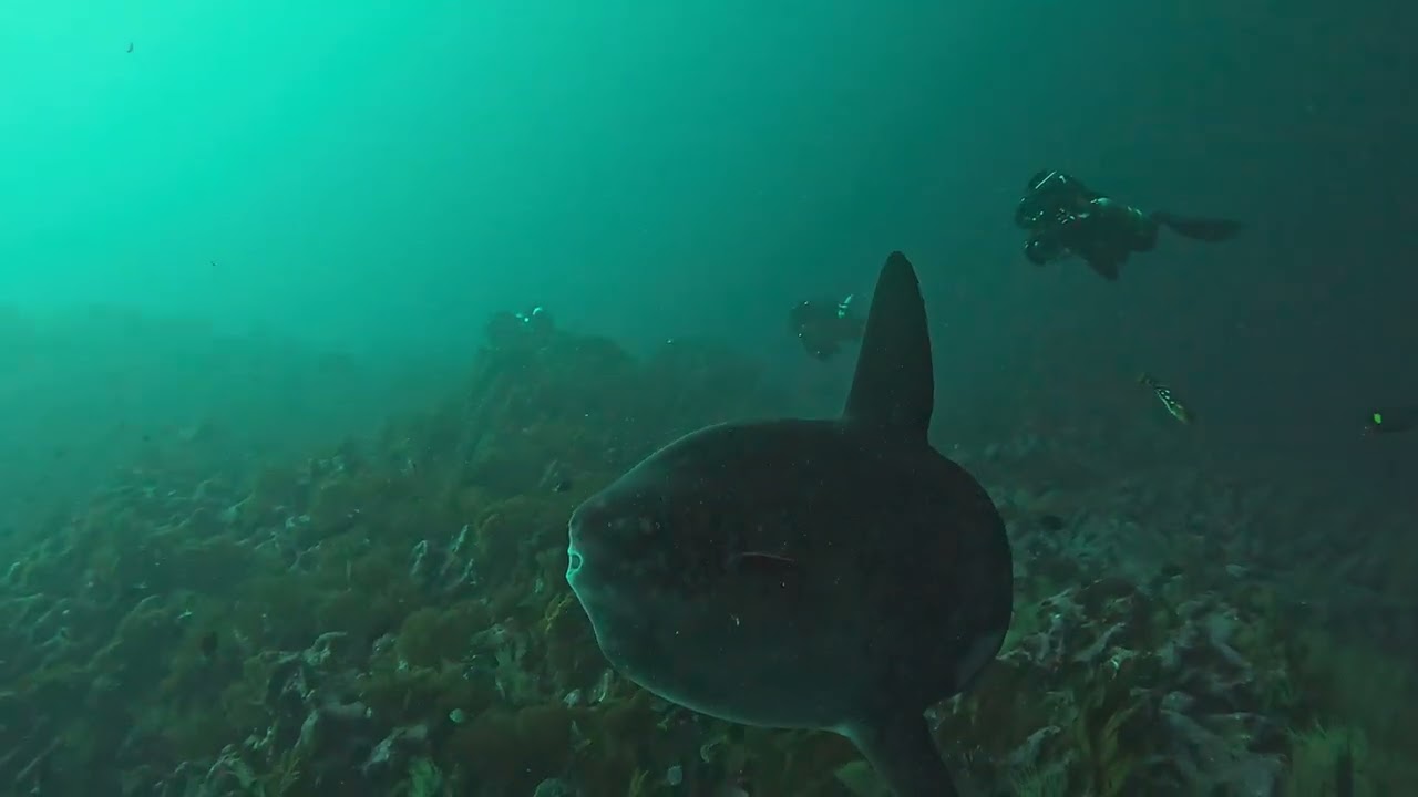 Galapagos Mola Mola cleaning station